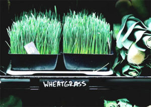 wheatgrass for liver detox